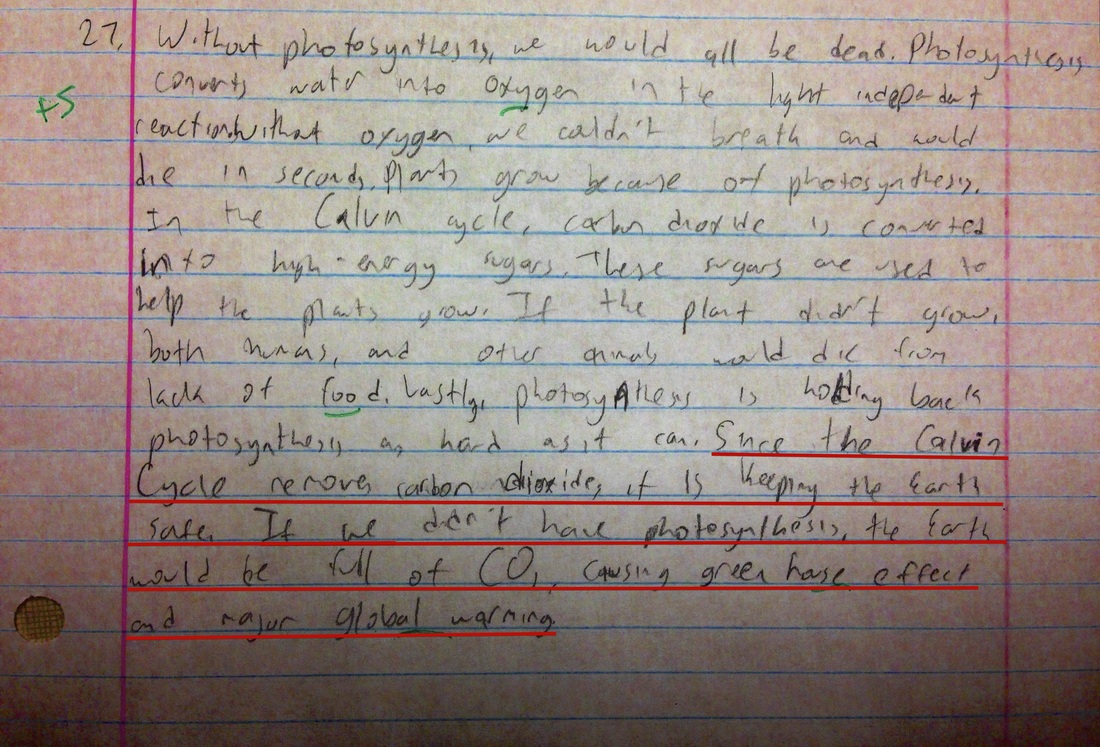Short essay answer photosynthesis